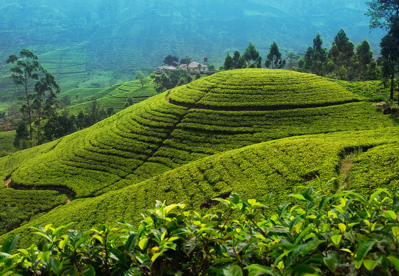 reasons to visit sri lanka the tea trails