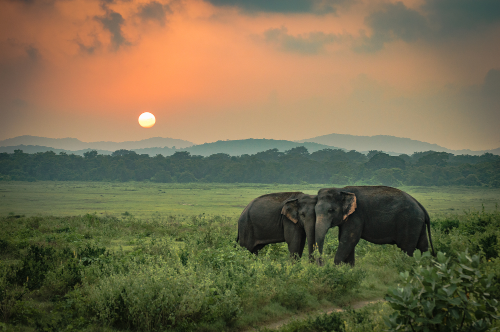 reasons to visit sri lanka the wildlife